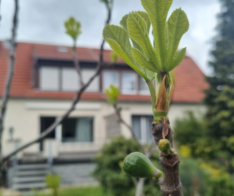 Landschaftspflege Zittau, Löbau, Görlitz, Bautzen, Gartenpflege, Hausmeisterdienst, Landschaftsgärtner, Gartendienst